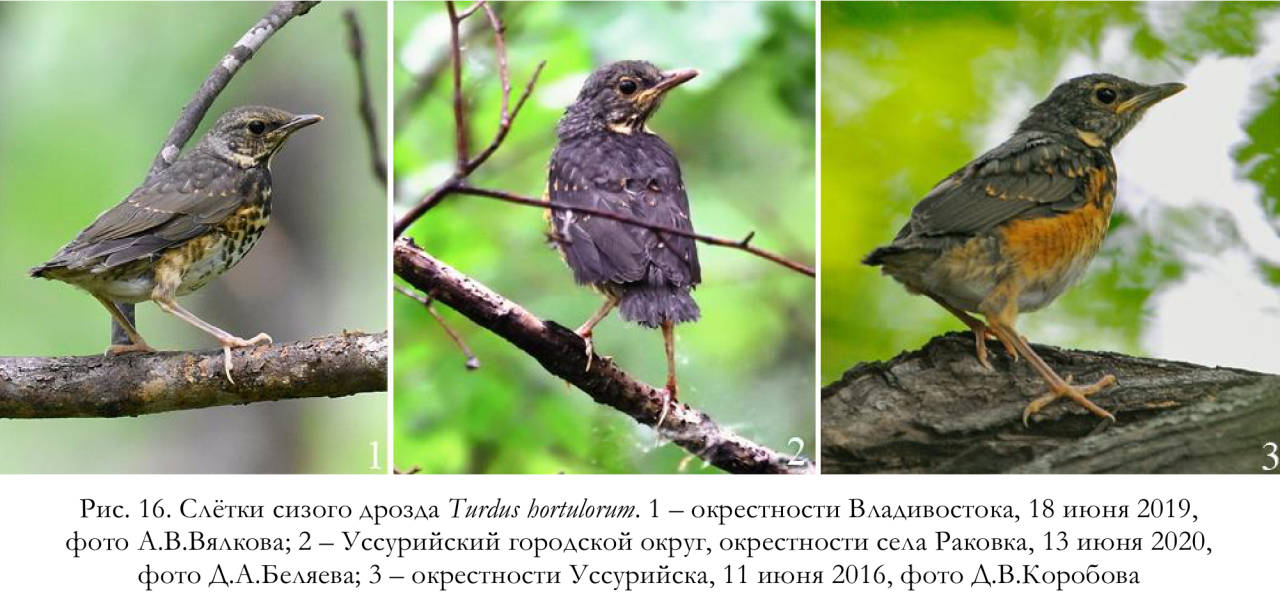 Слётки сизого дрозда Turdus hortulorum