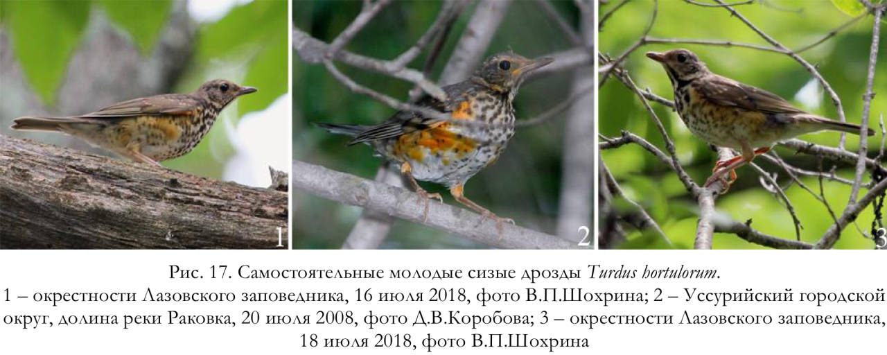 Самостоятельные молодые сизые дрозды Turdus hortulorum