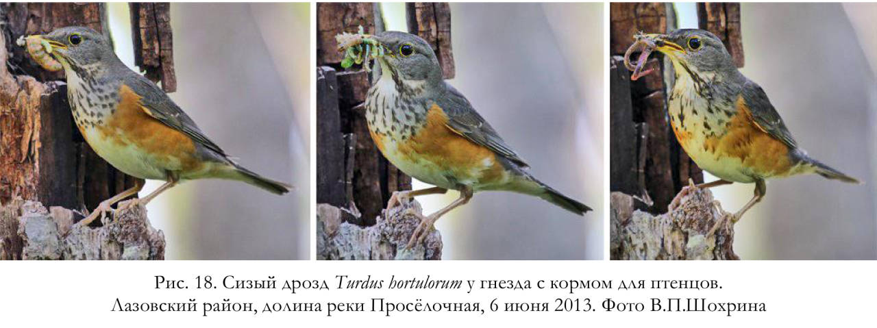 Сизый дрозд Turdus hortulorum у гнезда с кормом для птенцов
