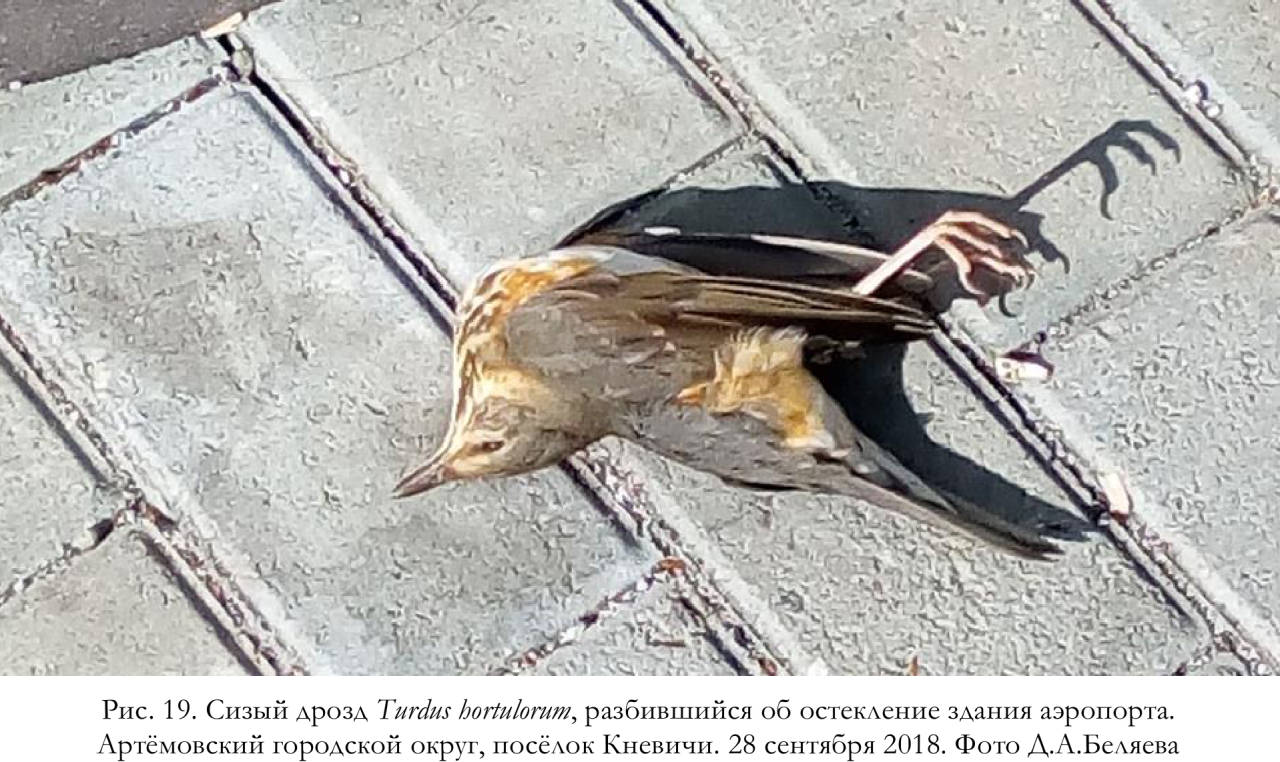 Сизый дрозд Turdus hortulorum, разбившийся об остекление здания аэропорта
