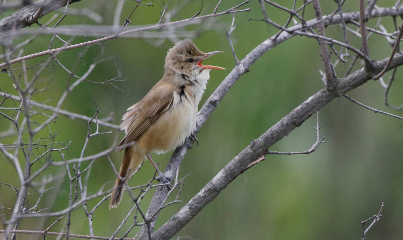 восточная дроздовидная камышевка Acrocephalus orientalis