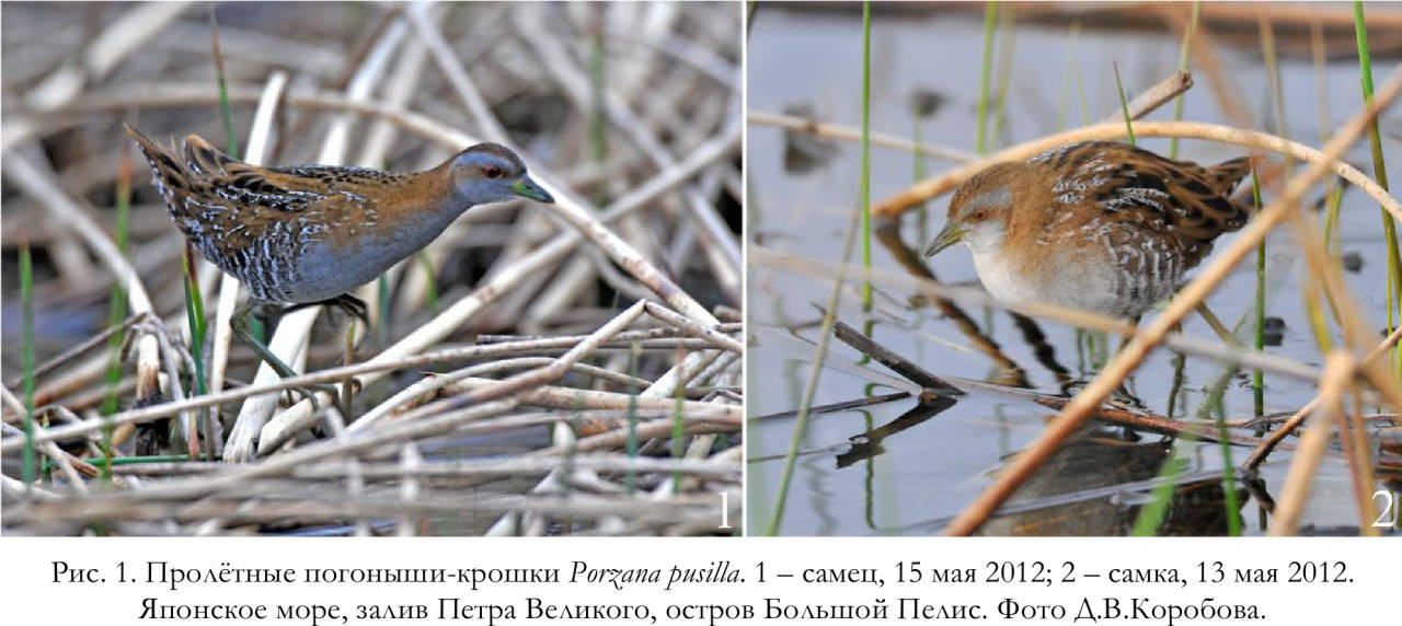 Пролётные погоныши-крошки Porzana pusilla