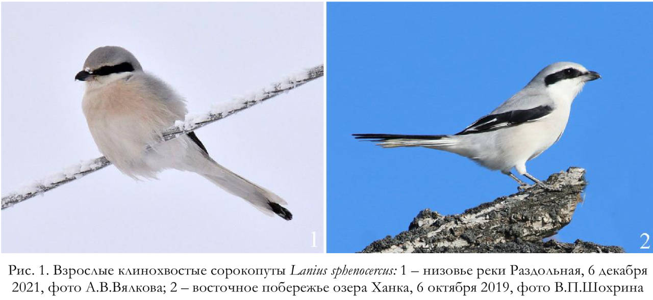 Взрослые клинохвостые сорокопуты Lanius sphenocercus
