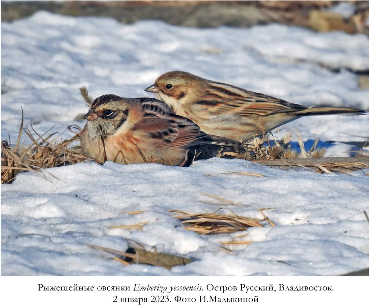 Рыжешейные овсянки Emberiza yessoensis. Остров Русский, Владивосток