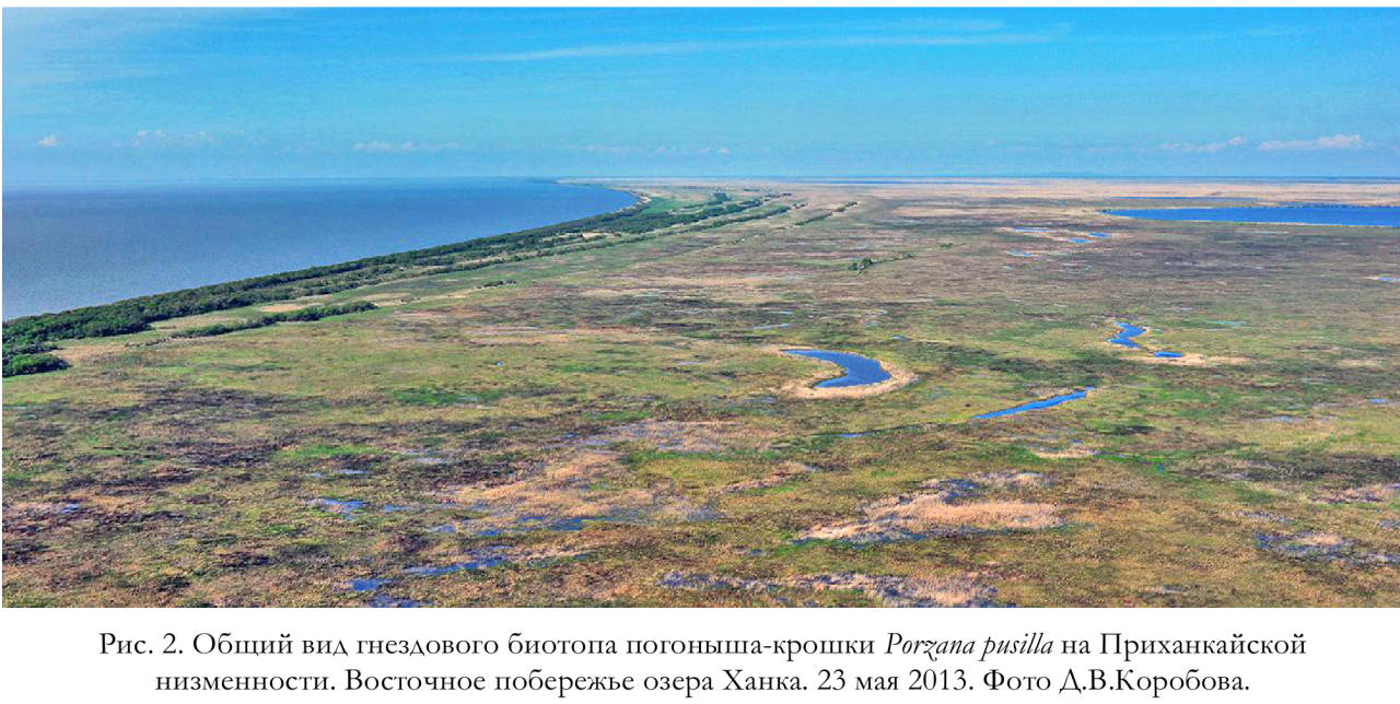 Общий вид гнездового биотопа погоныша-крошки Porzana pusilla на Приханкайской низменности