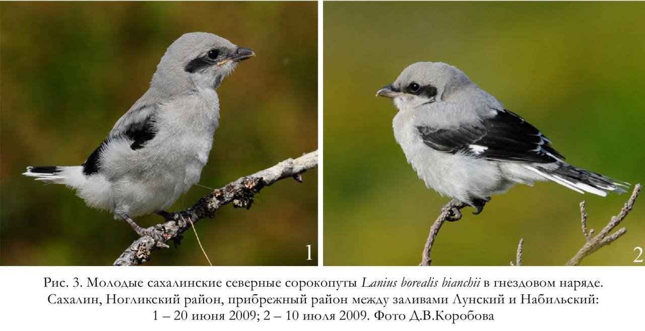 Молодые сахалинские северные сорокопуты Lanius borealis bianchii в гнездовом наряде