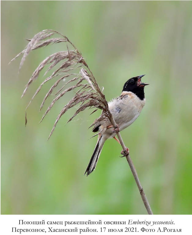 Поющий самец рыжешейной овсянки Emberiza yessoensis