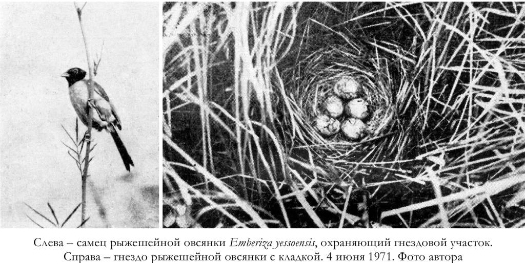 самец рыжешейной овсянки Emberiza yessoensis, охраняющий гнездовой участок
