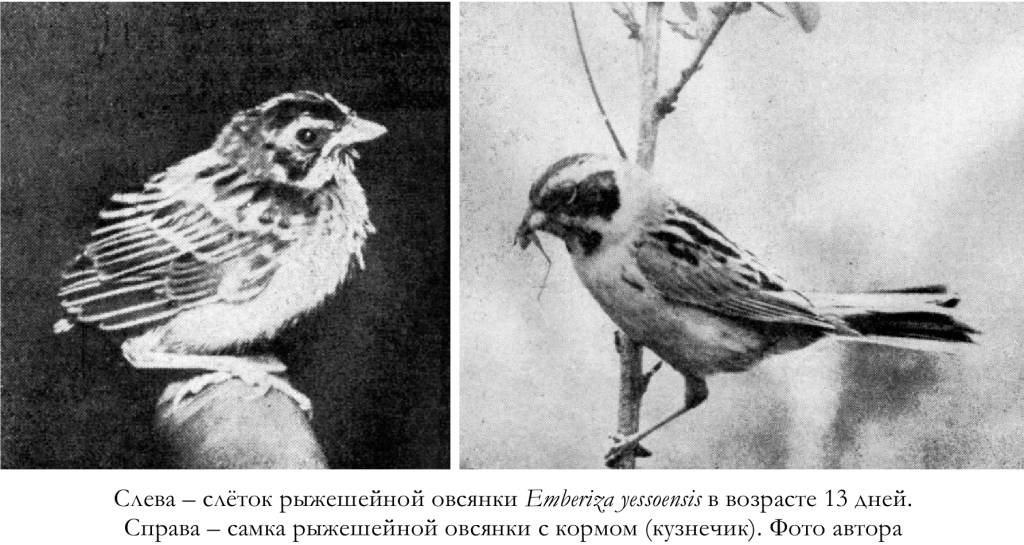 слёток рыжешейной овсянки Emberiza yessoensis в возрасте 13 дней