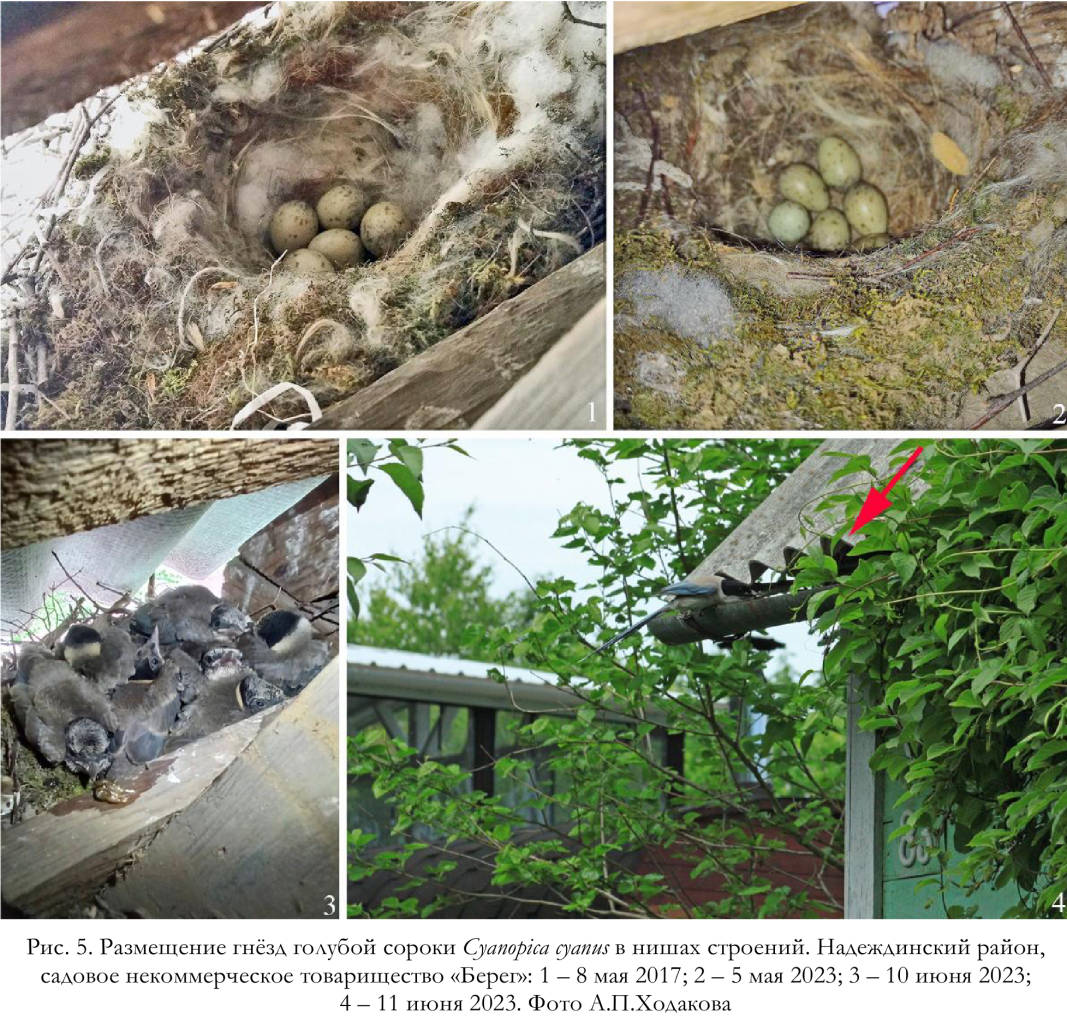 Размещение гнёзд голубой сороки Cyanopica cyanus в нишах строений