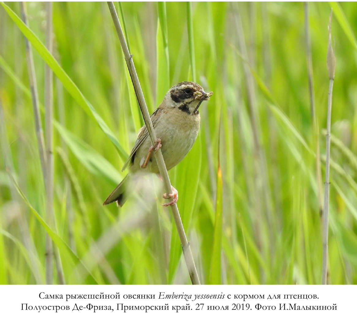 Самка рыжешейной овсянки Emberiza yessoensis с кормом для птенцов