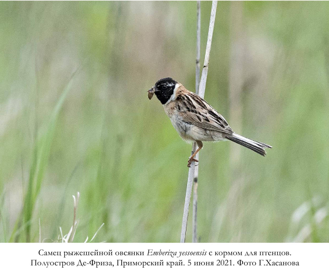 Самец рыжешейной овсянки Emberiza yessoensis с кормом для птенцов