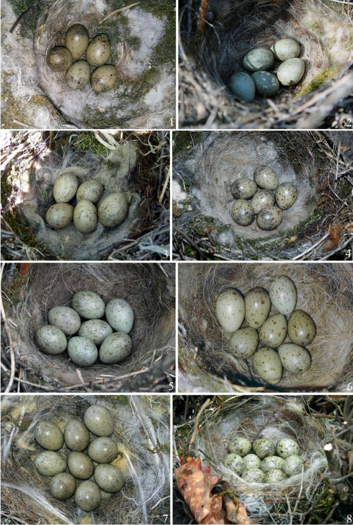 Полные кладки голубой сороки Cyanopica cyanus