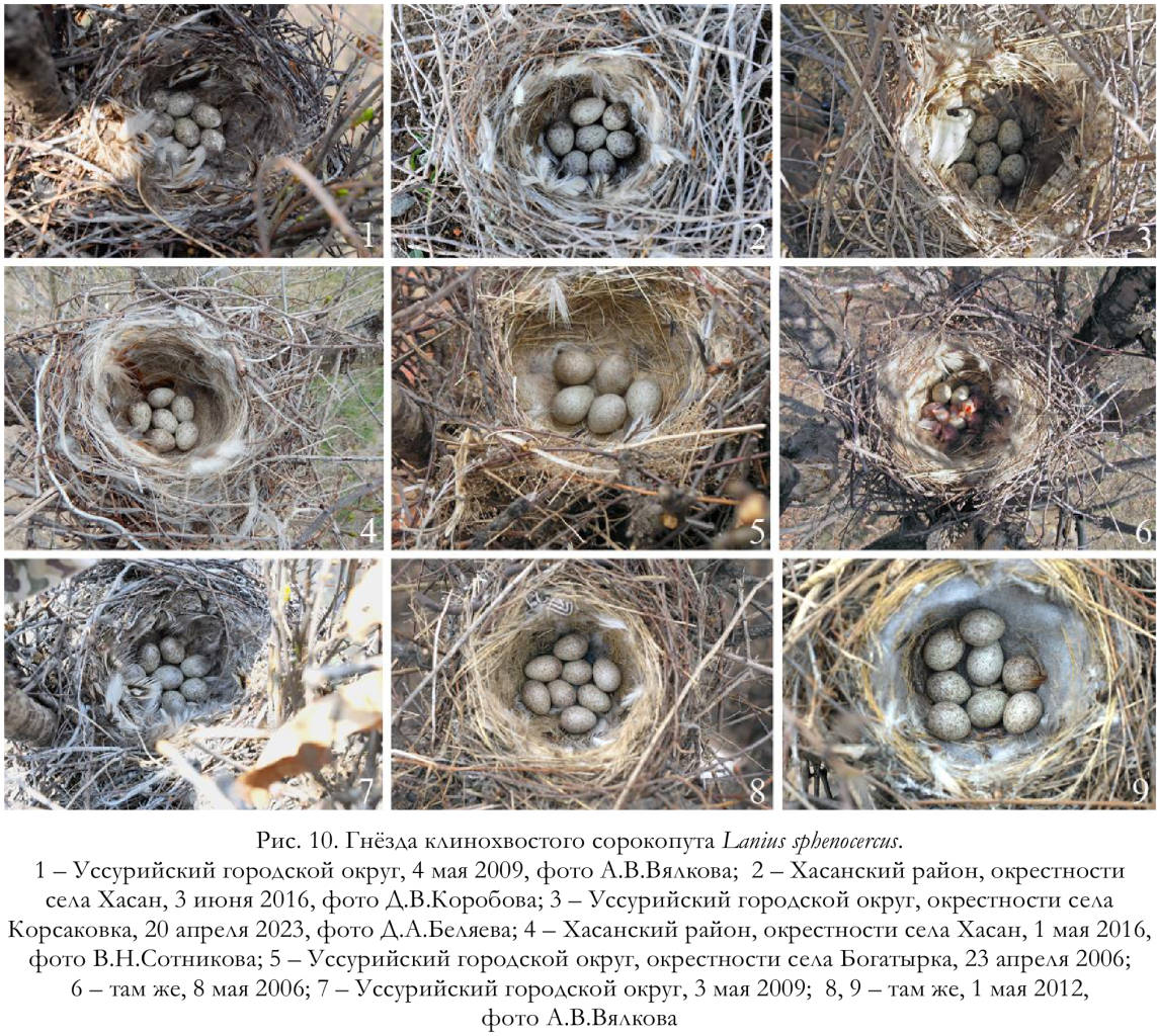 Гнёзда клинохвостого сорокопута Lanius sphenocercus