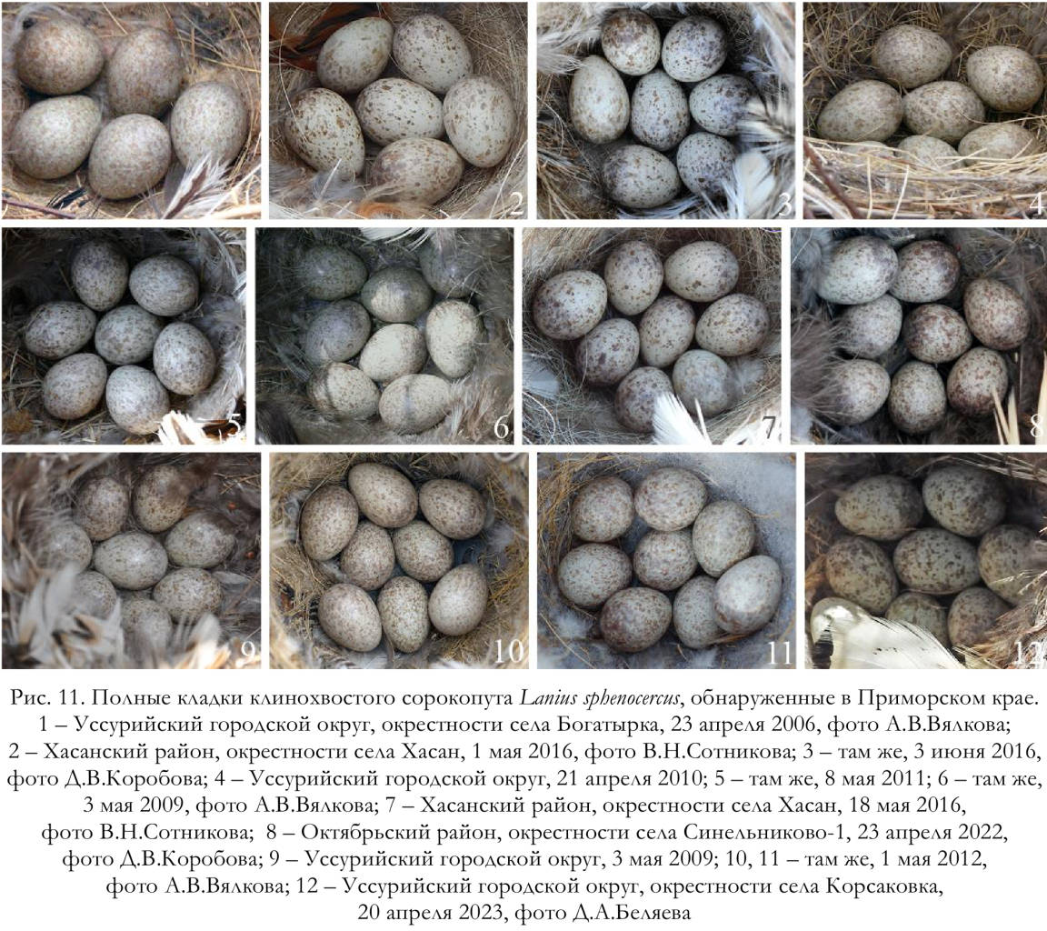 Полные кладки клинохвостого сорокопута Lanius sphenocercus, обнаруженные в Приморском крае
