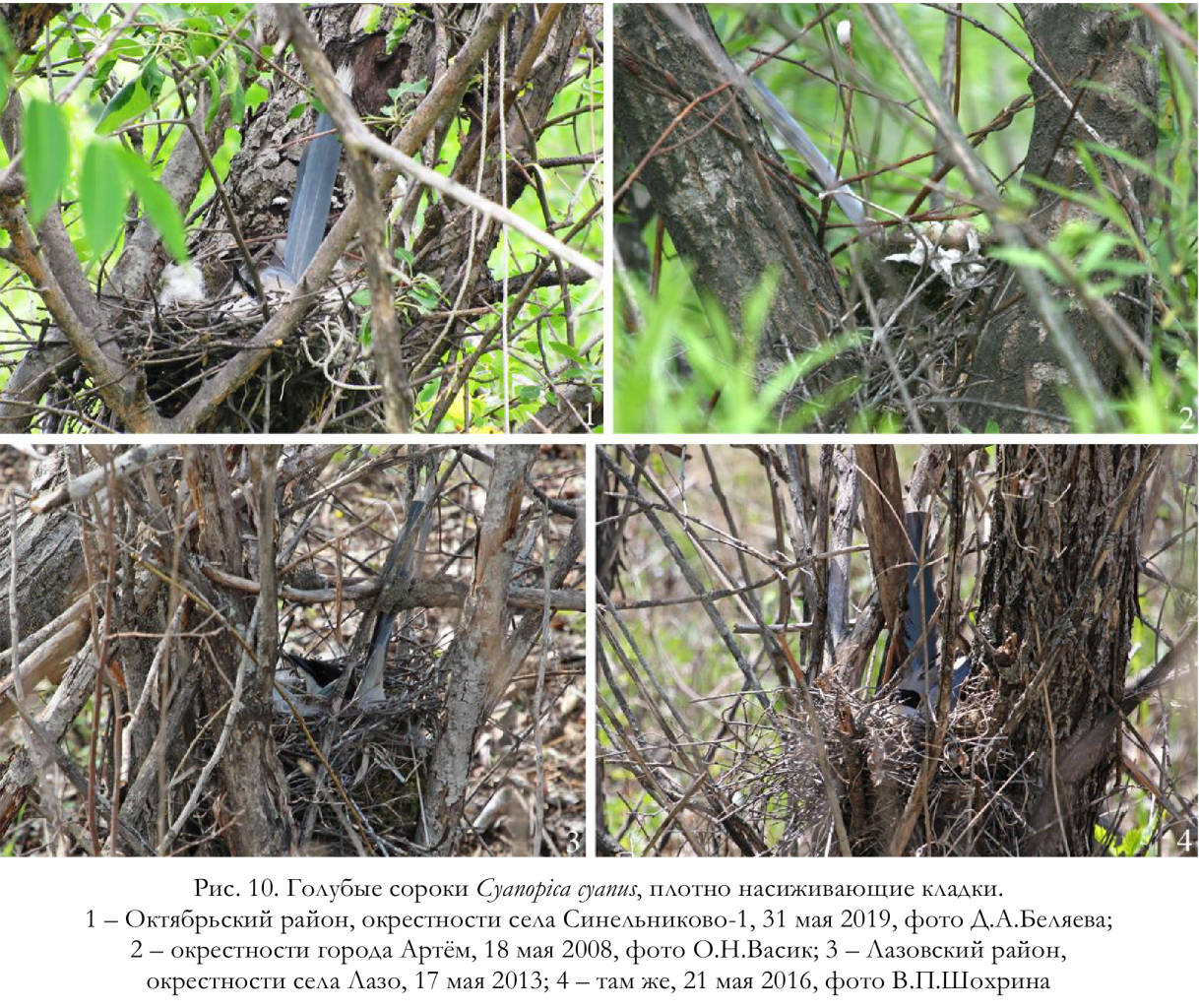 Голубые сороки Cyanopica cyanus, плотно насиживающие кладки