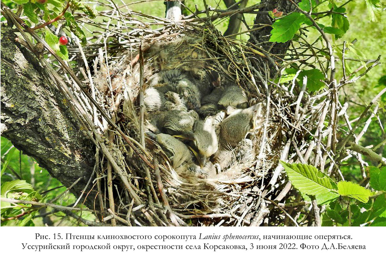 Птенцы клинохвостого сорокопута Lanius sphenocercus, начинающие оперяться