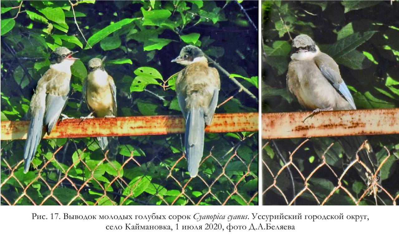 Выводок молодых голубых сорок Cyanopica cyanus