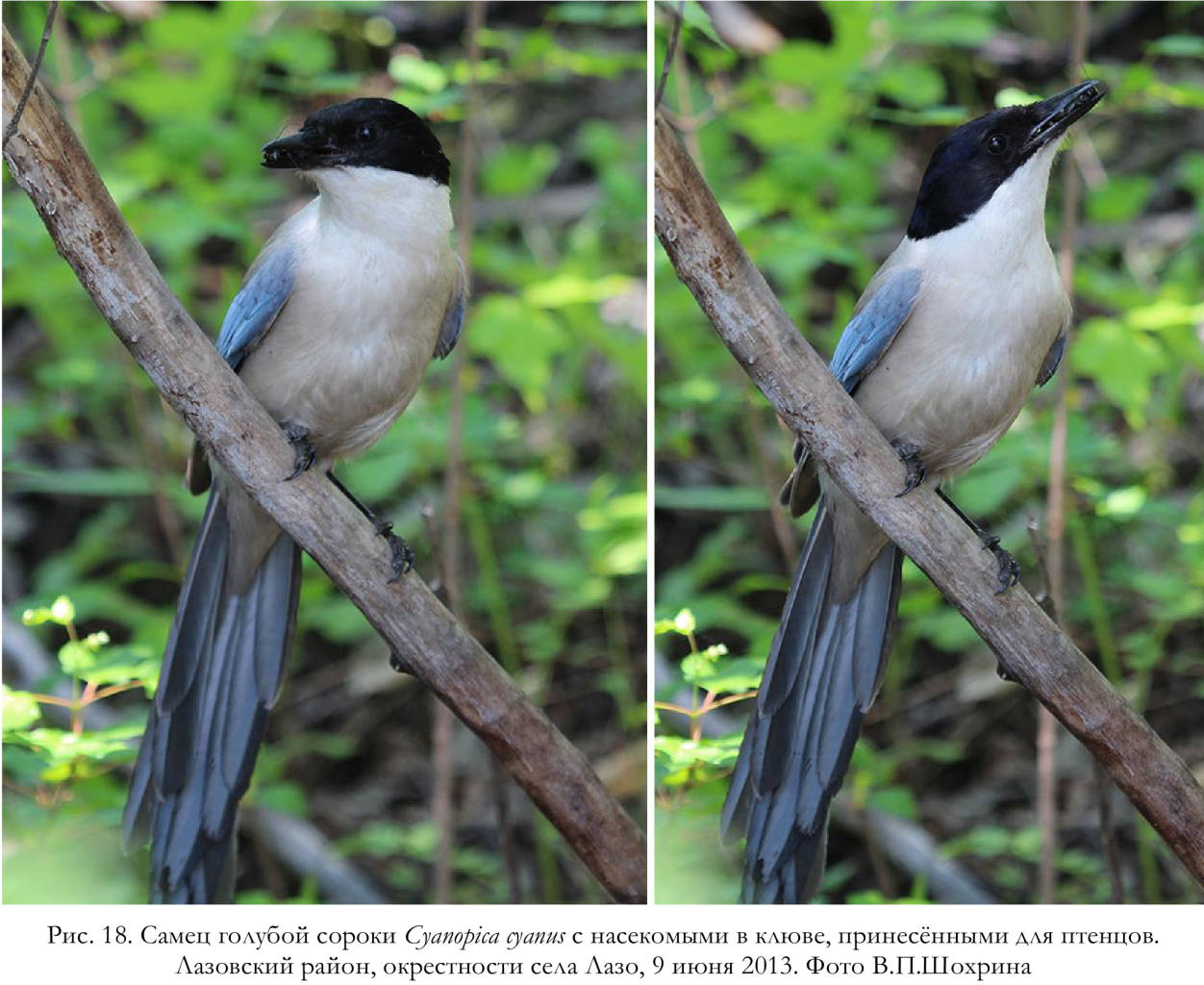 Самец голубой сороки Cyanopica cyanus с насекомыми в клюве, принесёнными для птенцов