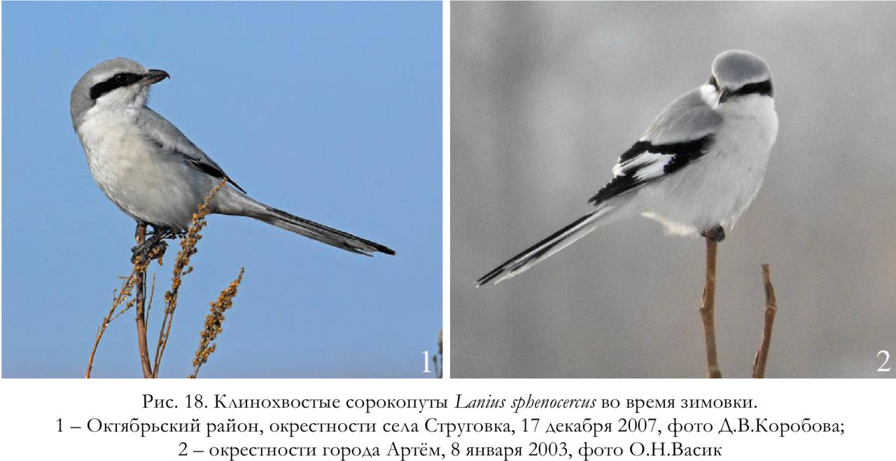 Клинохвостые сорокопуты Lanius sphenocercus во время зимовки