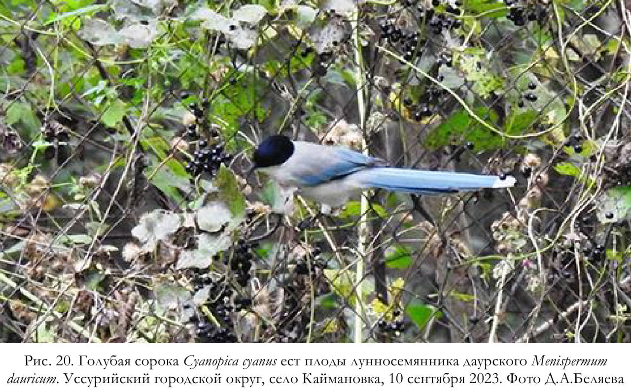 Голубая сорока Cyanopica cyanus ест плоды лунносемянника даурского Menispermum
dauricum