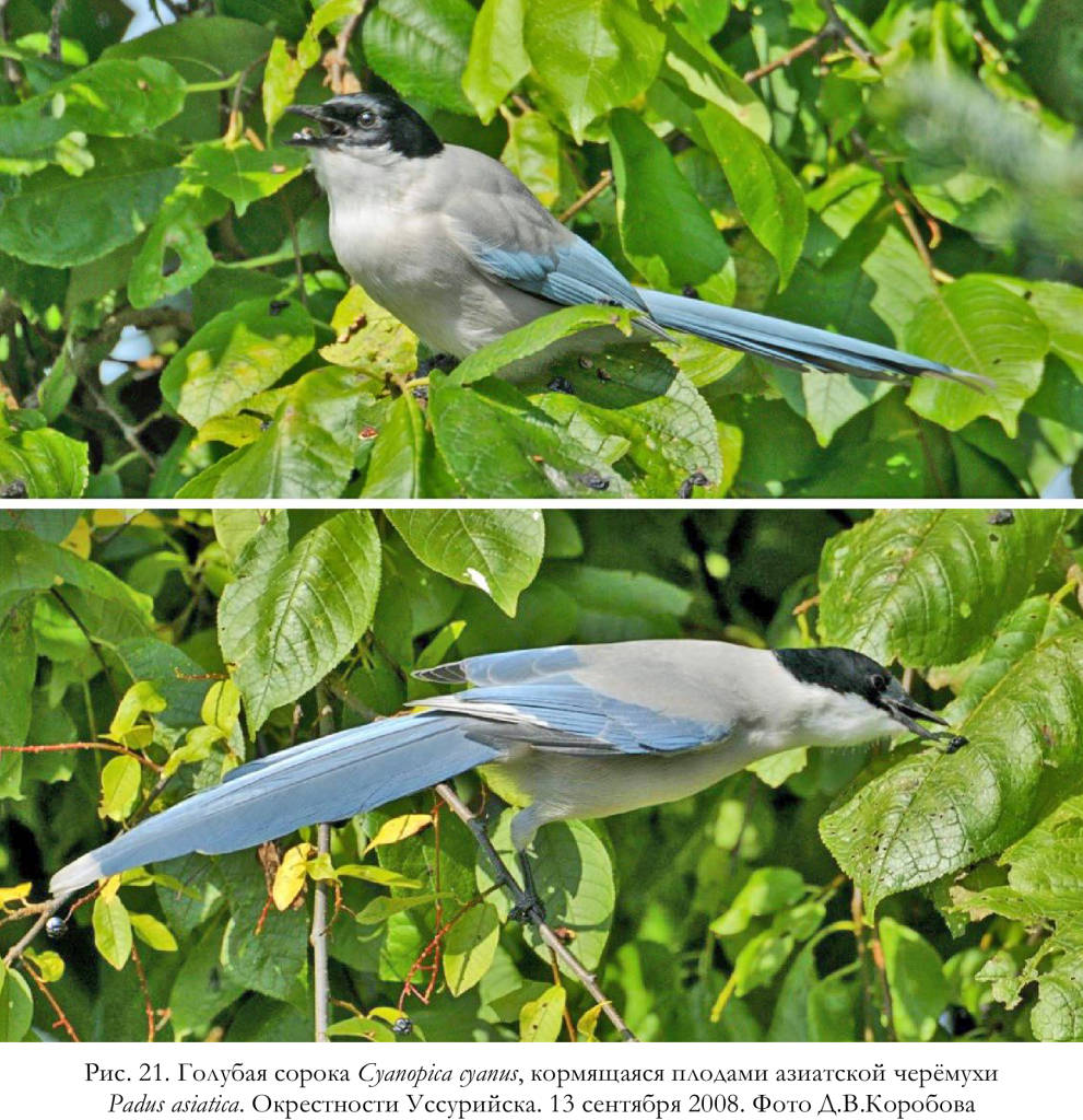 Голубая сорока Cyanopica cyanus, кормящаяся плодами азиатской черёмухи
Padus asiatica