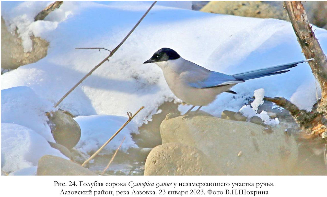 Голубая сорока Cyanopica cyanus у незамерзающего участка ручья