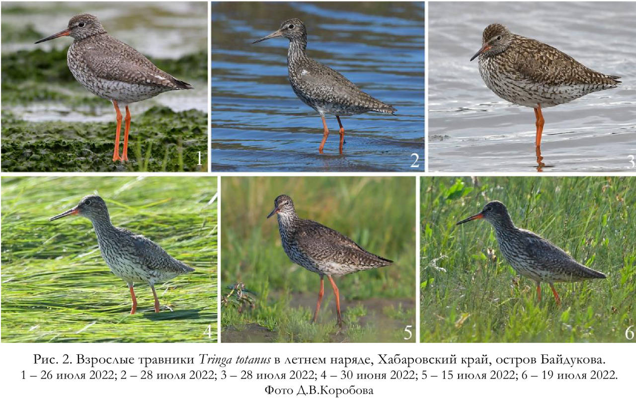 Взрослые травники Tringa totanus в летнем наряде, Хабаровский край, остров Байдукова