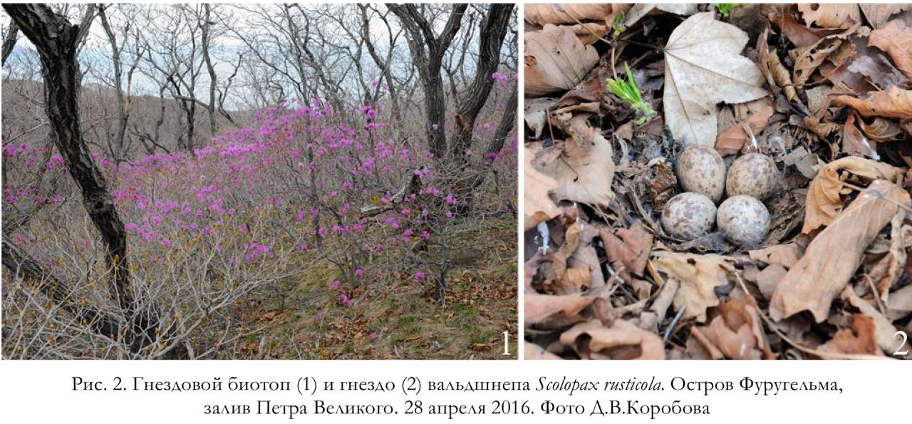 Гнездовой биотоп (1) и гнездо (2) вальдшнепа Scolopax rusticola. Остров Фуругельма, залив Петра Великого