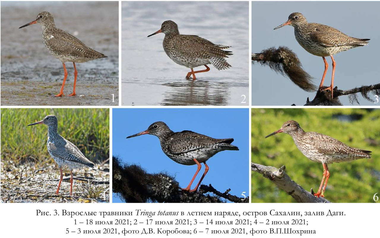 Взрослые травники Tringa totanus в летнем наряде, остров Сахалин, залив Даги
