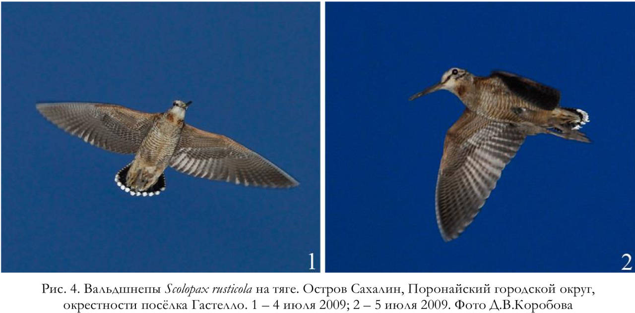 Вальдшнепы Scolopax rusticola на тяге. Остров Сахалин, Поронайский городской округ, окрестности посёлка Гастелло
