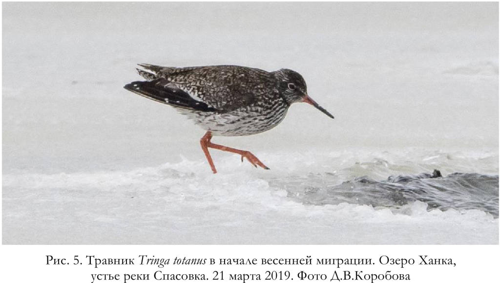 Травник Tringa totanus в начале весенней миграции. Озеро Ханка,
устье реки Спасовка