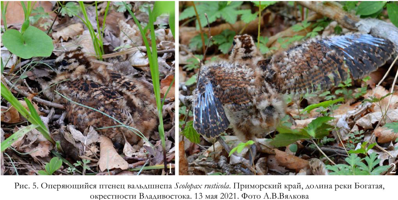 Оперяющийся птенец вальдшнепа Scolopax rusticola