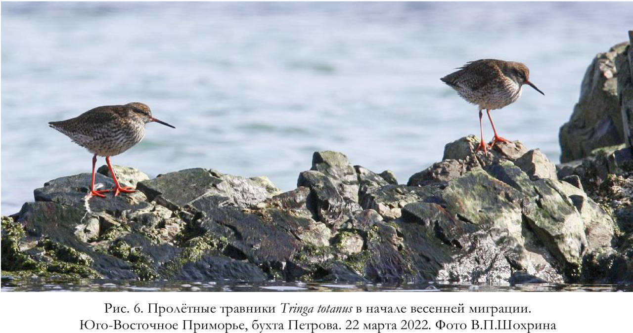 Пролётные травники Tringa totanus в начале весенней миграции.
Юго-Восточное Приморье, бухта Петрова
