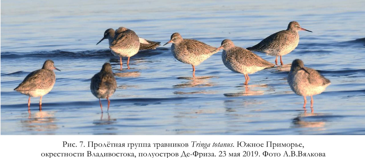 Пролётная группа травников Tringa totanus. Южное Приморье,
окрестности Владивостока, полуостров Де-Фриза