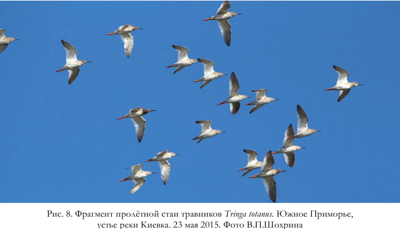 Фрагмент пролётной стаи травников Tringa totanus. Южное Приморье,
устье реки Киевка