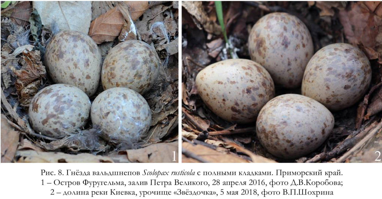 Гнёзда вальдшнепов Scolopax rusticola с полными кладками