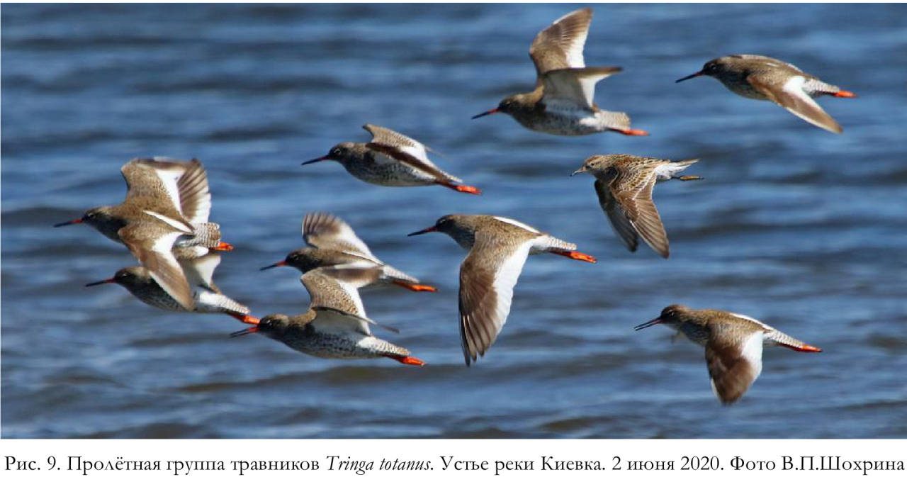 Пролётная группа травников Tringa totanus. Устье реки Киевка