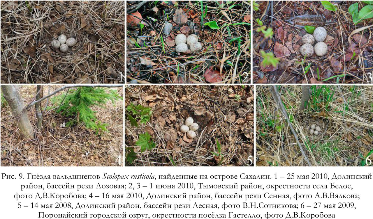 Гнёзда вальдшнепов Scolopax rusticola, найденные на острове Сахалин