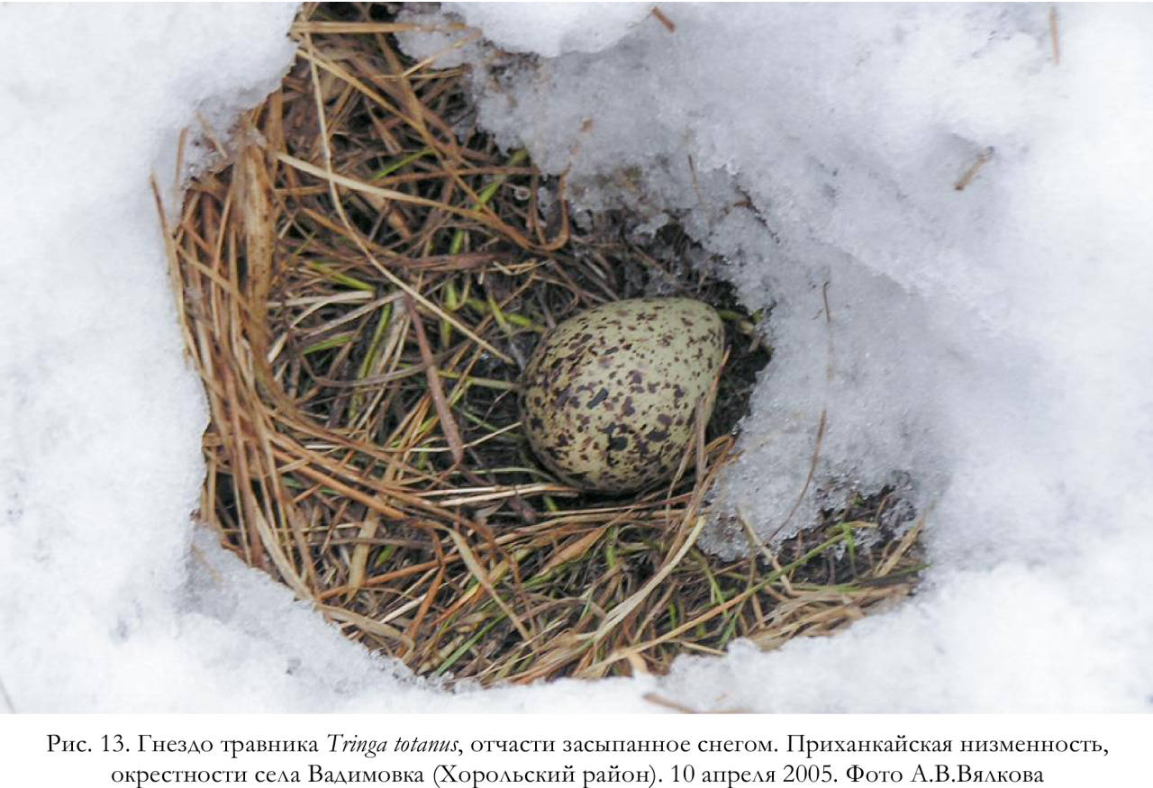 Гнездо травника Tringa totanus, отчасти засыпанное снегом. Приханкайская низменность, окрестности села Вадимовка (Хорольский район)