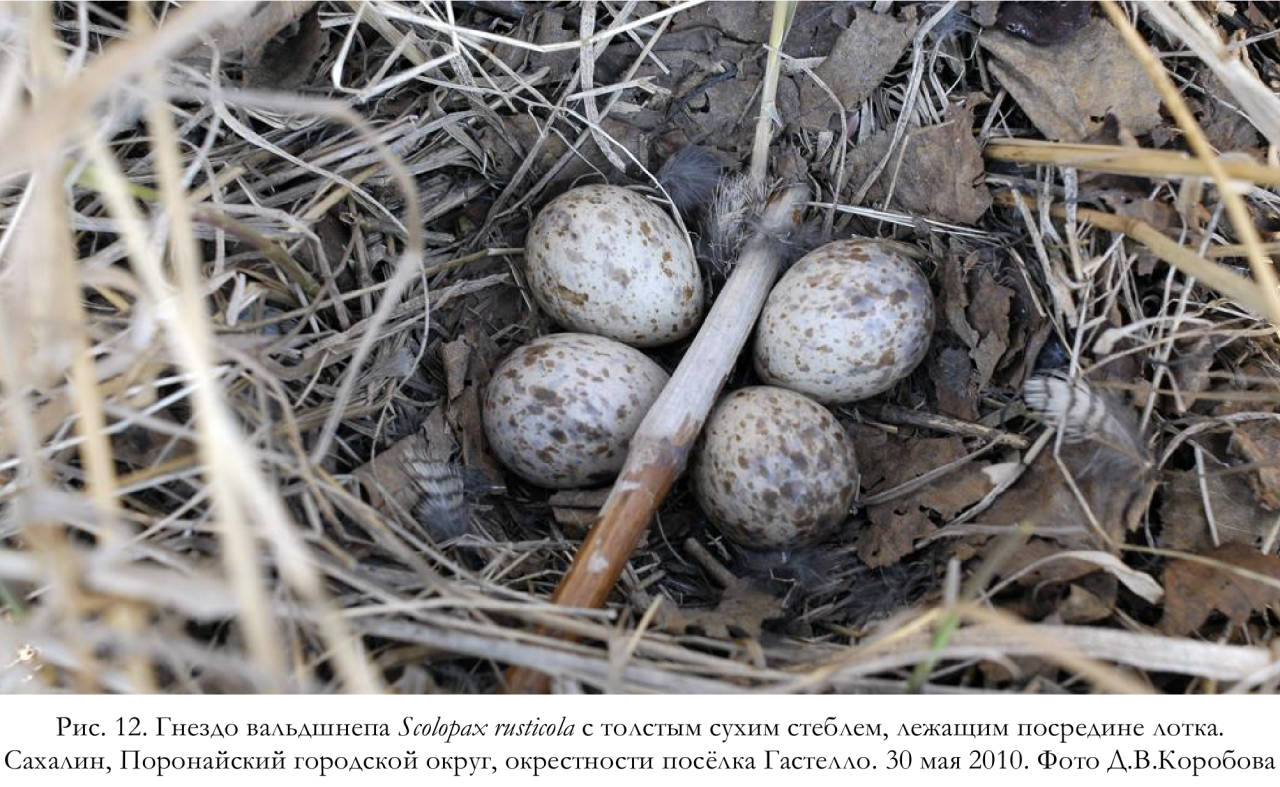 Гнездо вальдшнепа Scolopax rusticola с толстым сухим стеблем, лежащим посредине лотка