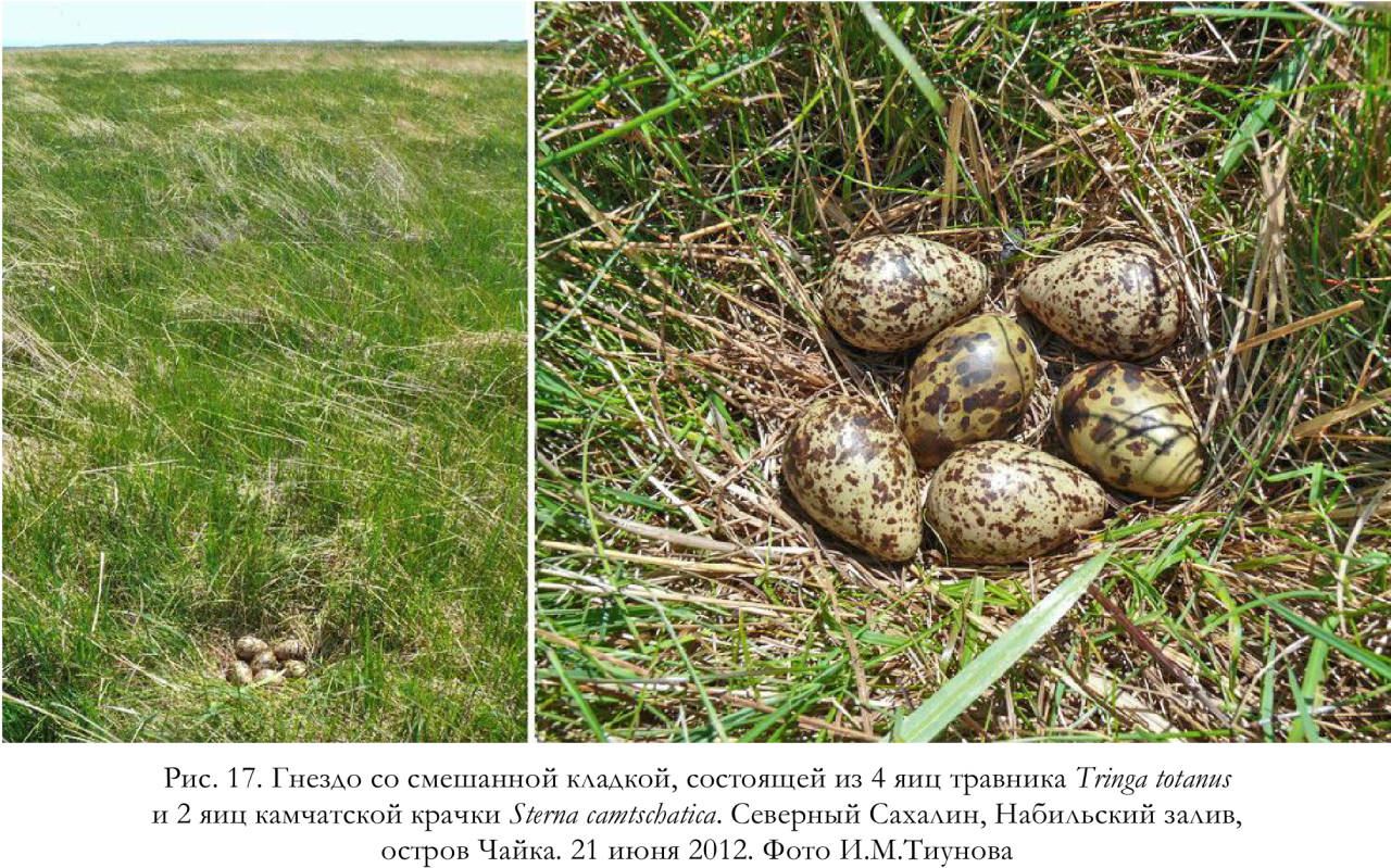 Гнездо со смешанной кладкой, состоящей из 4 яиц травника Tringa totanus и 2 яиц камчатской крачки Sterna camtschatica