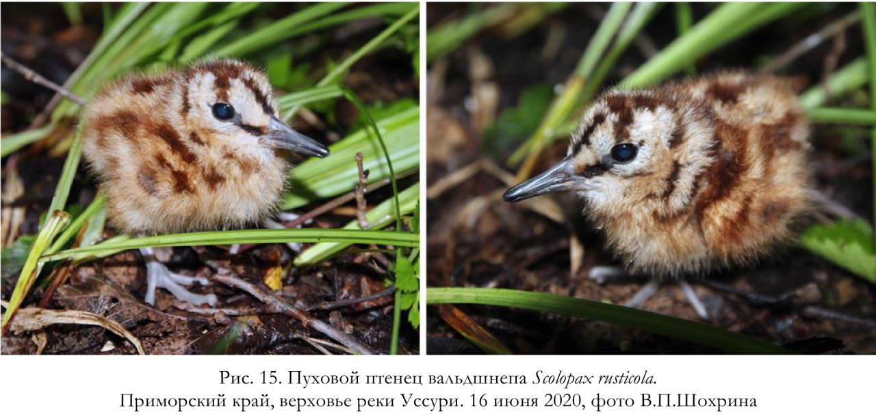 Пуховой птенец вальдшнепа Scolopax rusticola