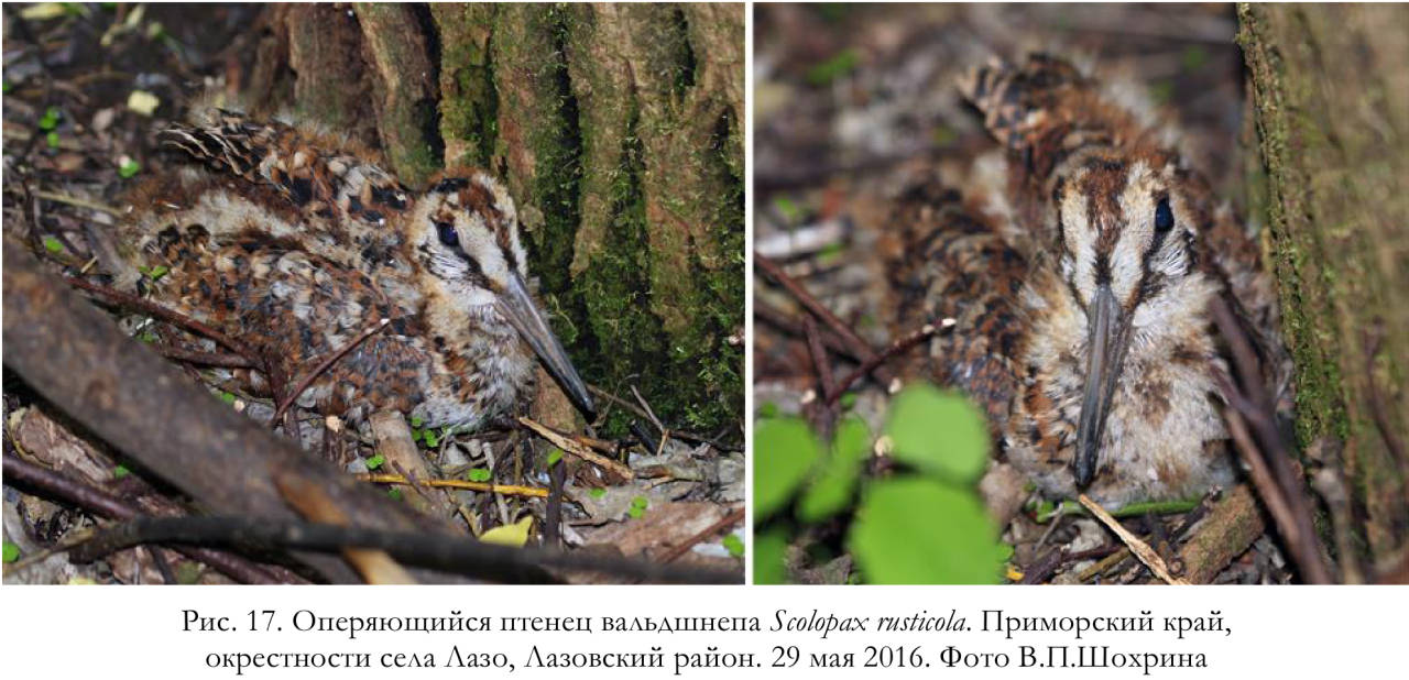 Оперяющийся птенец вальдшнепа Scolopax rusticola