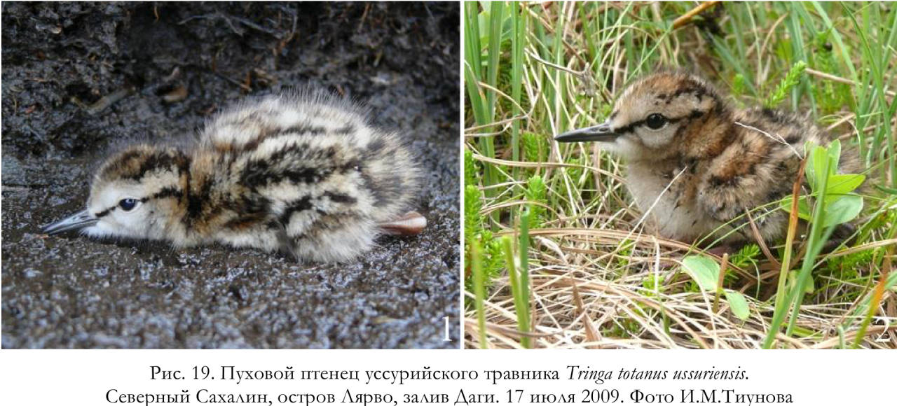 Пуховой птенец уссурийского травника Tringa totanus ussuriensis.
Северный Сахалин, остров Лярво, залив Даги