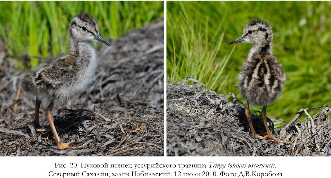 Пуховой птенец уссурийского травника Tringa totanus ussuriensis.
Северный Сахалин, залив Набильский