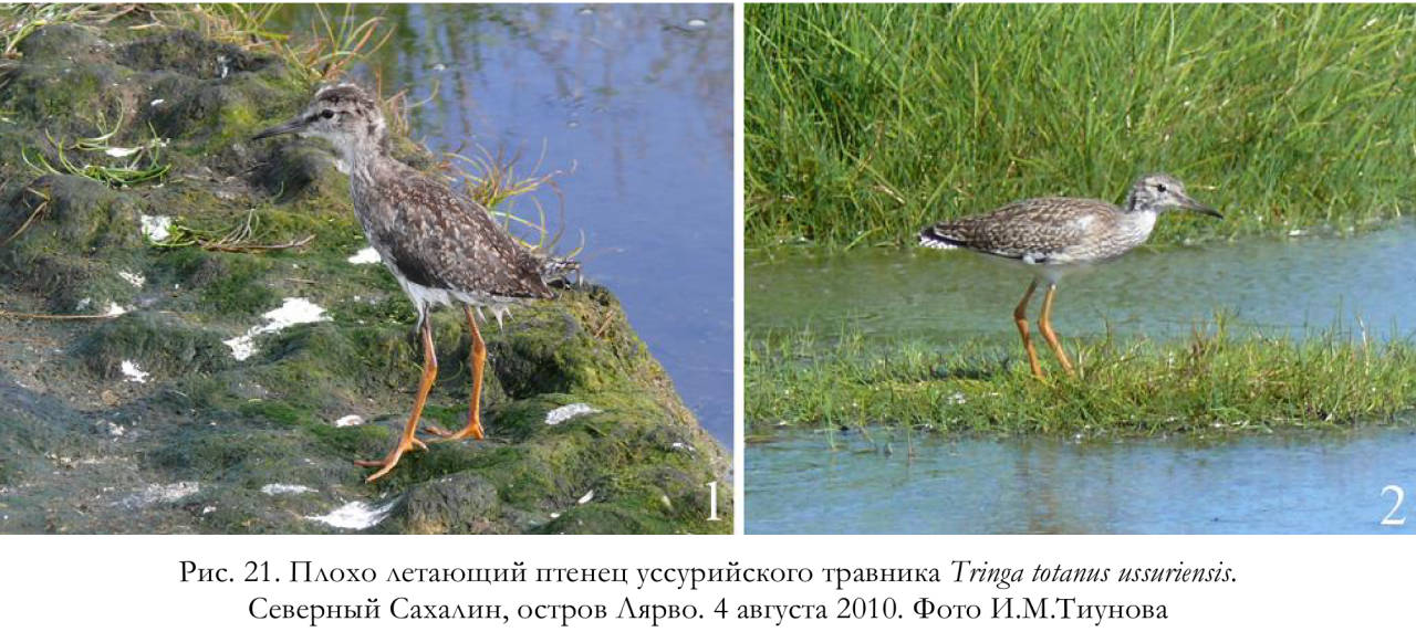 Плохо летающий птенец уссурийского травника Tringa totanus ussuriensis.
Северный Сахалин, остров Лярво