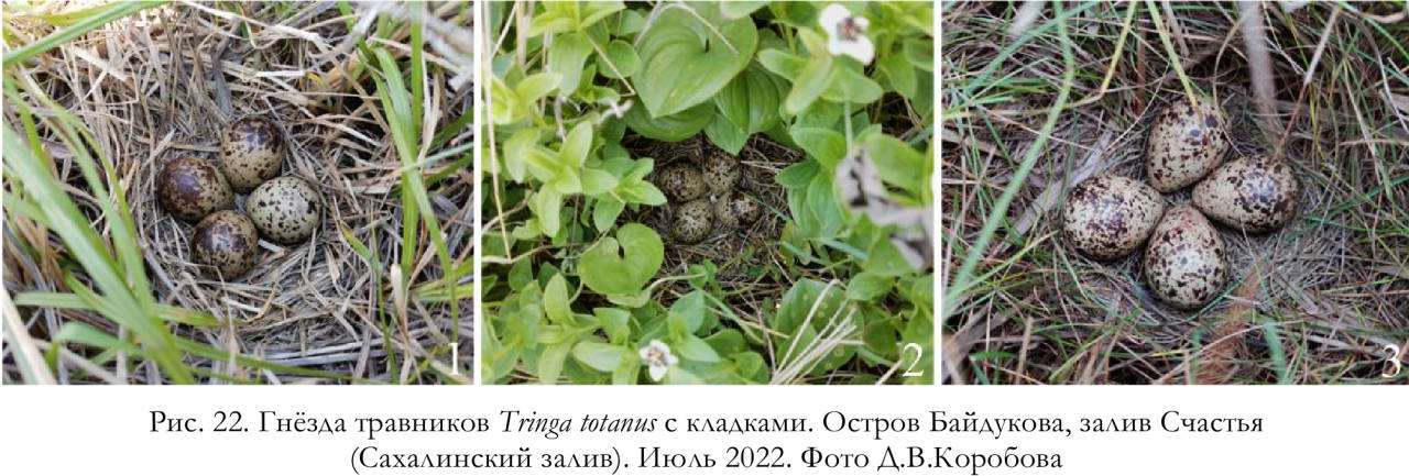 Гнёзда травников Tringa totanus с кладками. Остров Байдукова, залив Счастья (Сахалинский залив)