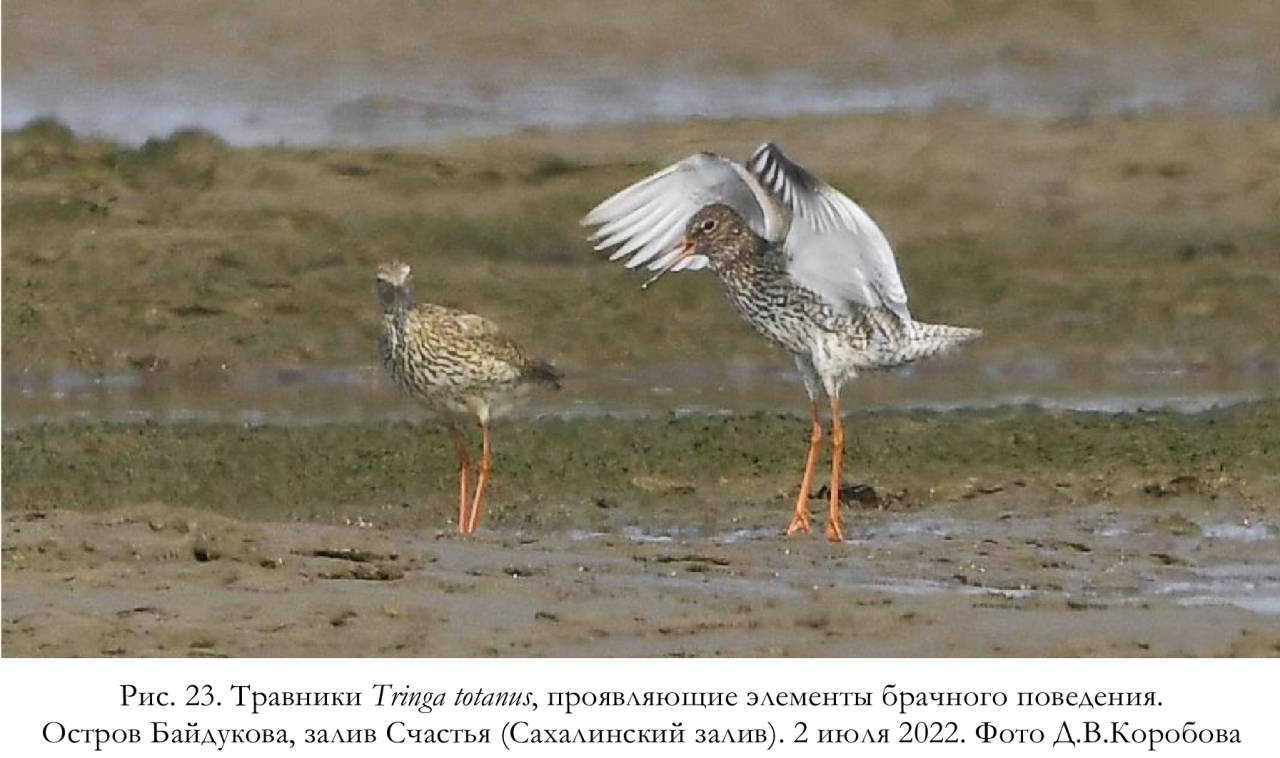 Травники Tringa totanus, проявляющие элементы брачного поведения.
Остров Байдукова, залив Счастья (Сахалинский залив)