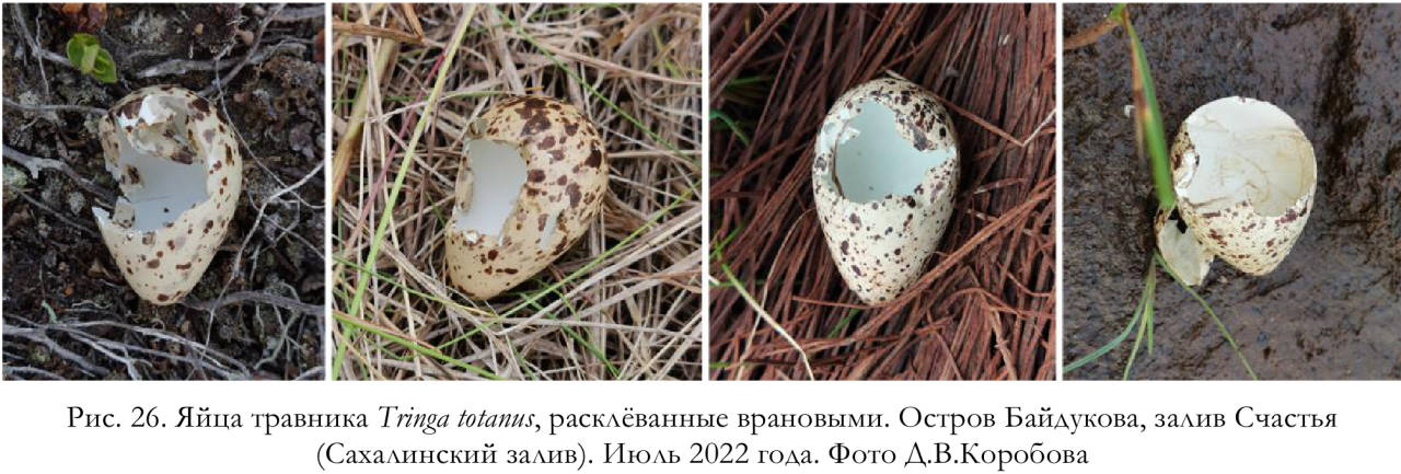 Яйца травника Tringa totanus, расклёванные врановыми. Остров Байдукова, залив Счастья (Сахалинский залив)